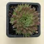 Orostachys spinosa - Bordó