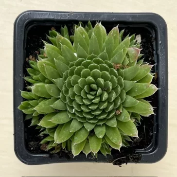 Orostachys spinosa - Zöld