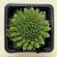 Orostachys spinosa - Zöld