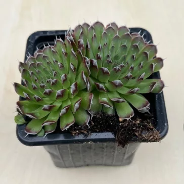 Orostachys spinosa - Zöld