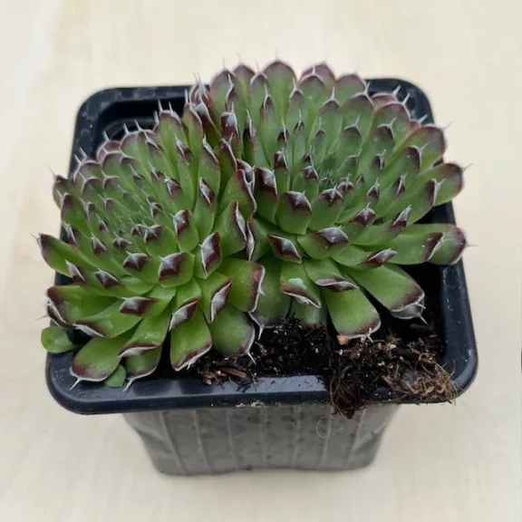 Orostachys spinosa - Zöld
