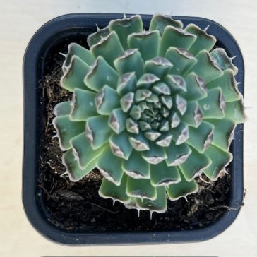 Orostachys spinosa - Kisebb