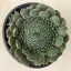 Orostachys spinosa - Szürke