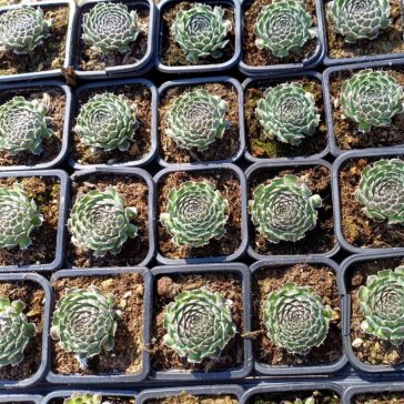 Orostachys spinosa - Kisebb