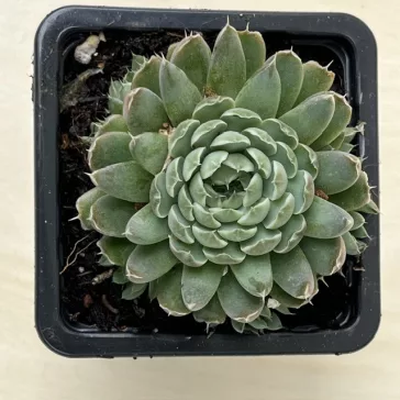 Orostachys spinosa - Szürke