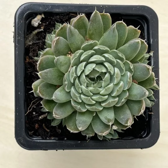 Orostachys spinosa - Szürke