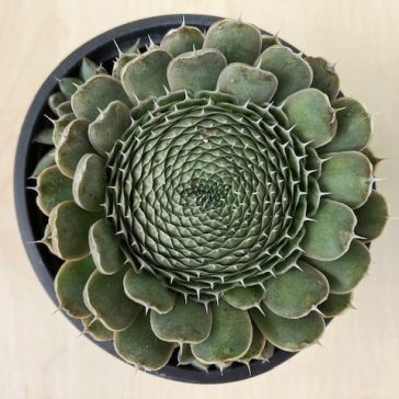 Orostachys spinosa - Kisebb