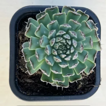 Orostachys spinosa - Szürke