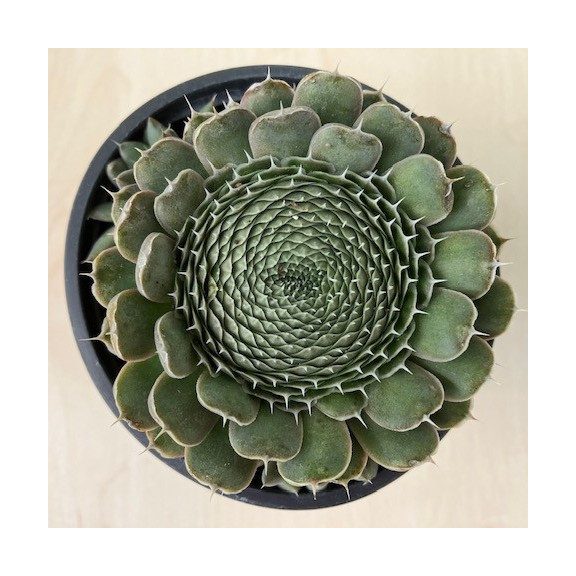 Orostachys spinosa - Kisebb