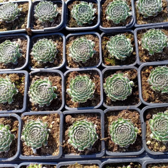 Orostachys spinosa - Szürke