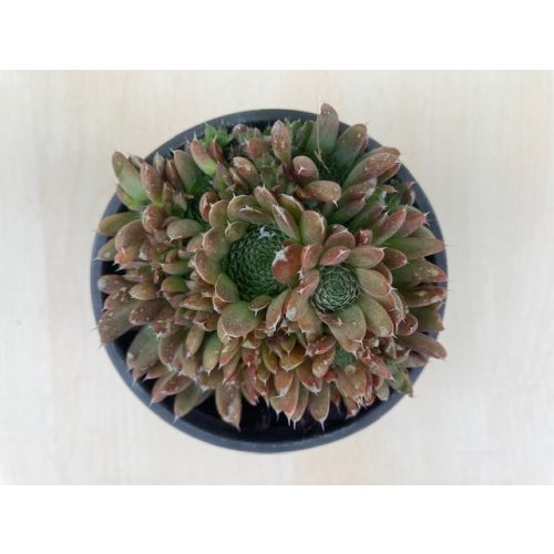 Orostachys spinosa 'Minima'