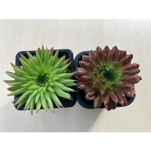 Orostachys többféle
