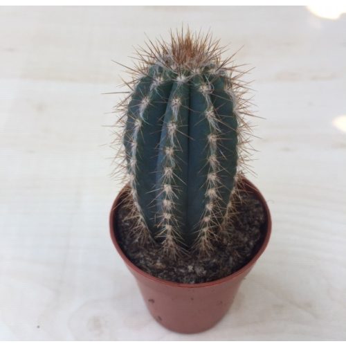Oszlopos kaktusz