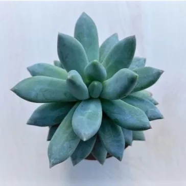 Pachyphytum hookeri