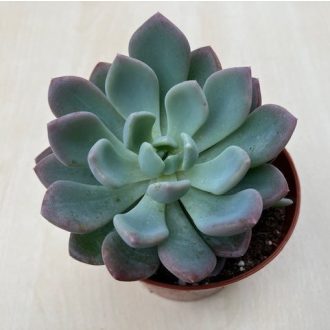 xPachyveria 'Clavata' nagyobb