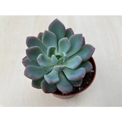 xPachyveria 'Clavata' nagyobb