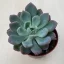 xPachyveria 'Clavata' nagyobb