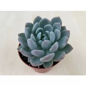 xPachyveria 'Clavata' nagyobb