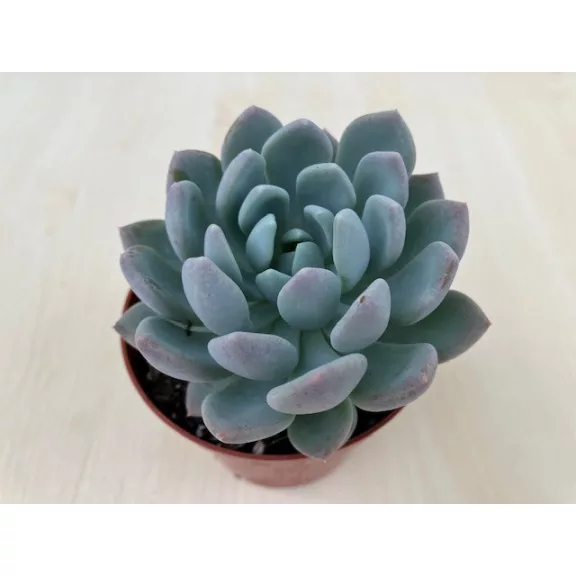 xPachyveria 'Clavata' nagyobb