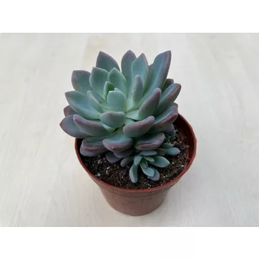 xPachyveria 'Clavata' nagyobb