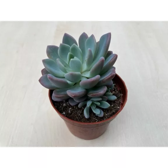 xPachyveria 'Clavata' nagyobb