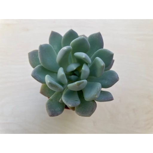 xPachyveria 'Clavata' nagyobb