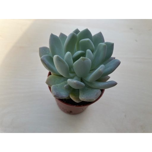 xPachyveria 'Clavata' nagyobb