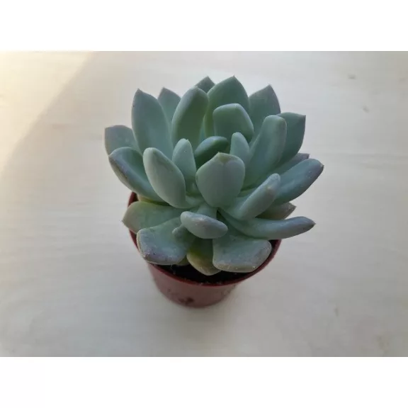 xPachyveria 'Clavata' nagyobb
