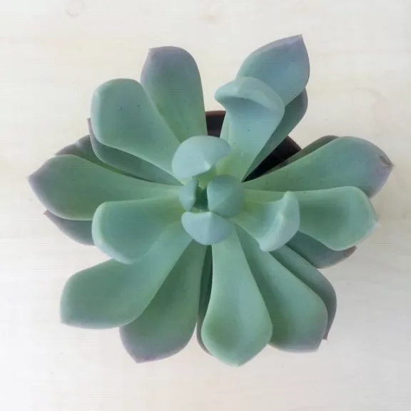 xPachyveria 'Clavata'