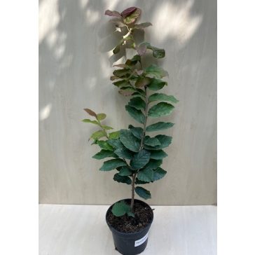 Parrotia persica - perzsa varázsfa