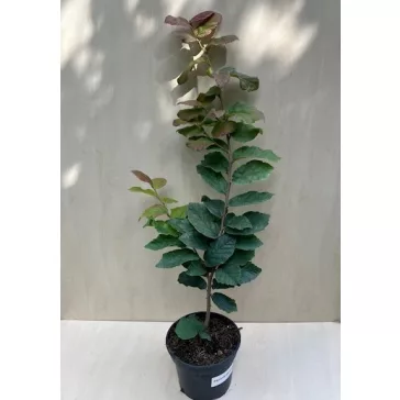 Parrotia persica - perzsa varázsfa