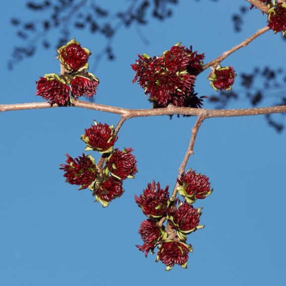 Parrotia persica - perzsa varázsfa