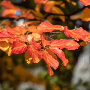 Parrotia persica - perzsa varázsfa