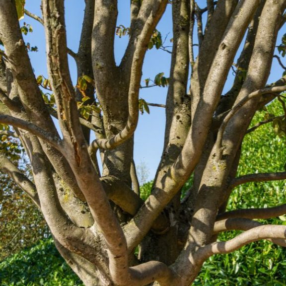 Parrotia persica - perzsa varázsfa