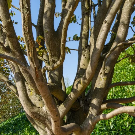Parrotia persica - perzsa varázsfa