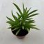 Peperomia ferreyrae - Happy Bean