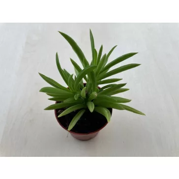 Peperomia ferreyrae - Happy Bean