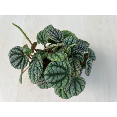 Peperomia Greyhound