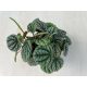 Peperomia Greyhound