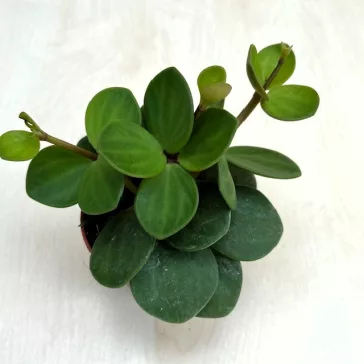 Peperomia tetraphylla 'Hope'