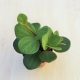 Peperomia tetraphylla 'Hope'