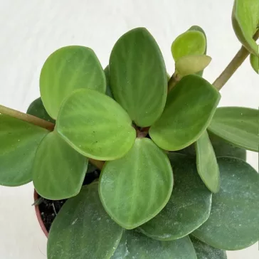Peperomia tetraphylla 'Hope'