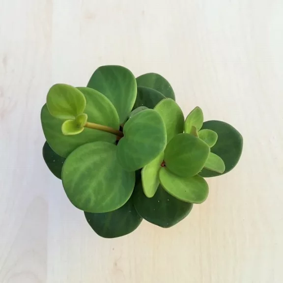Peperomia tetraphylla 'Hope'