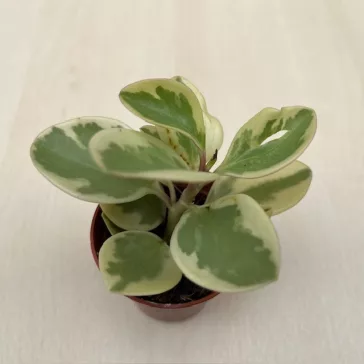 Peperomia obtusifolia variegata