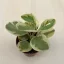 Peperomia obtusifolia variegata