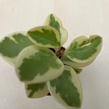Peperomia obtusifolia variegata
