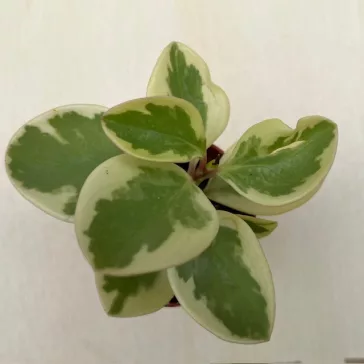 Peperomia obtusifolia variegata