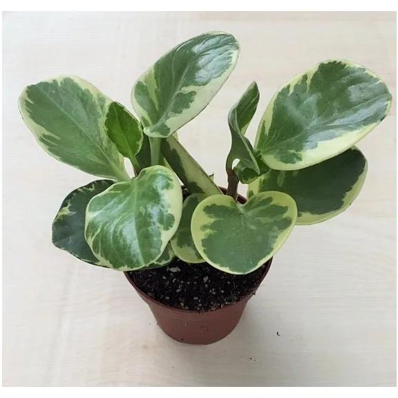 Peperomia obtusifolia variegata