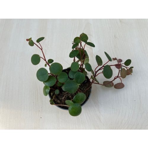 Peperomia 'Pepperspot'