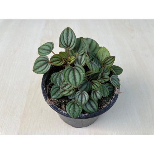 Peperomia 'Piccolo Banda'